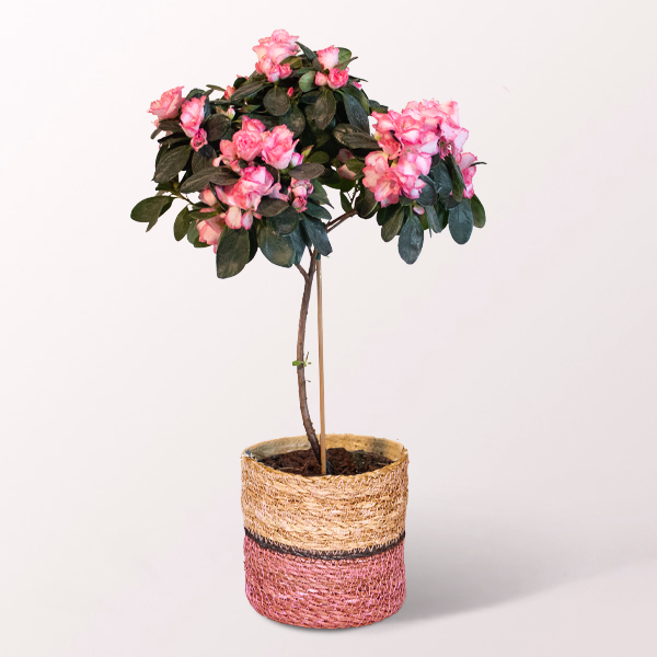 Sweet Azalea in a Basket