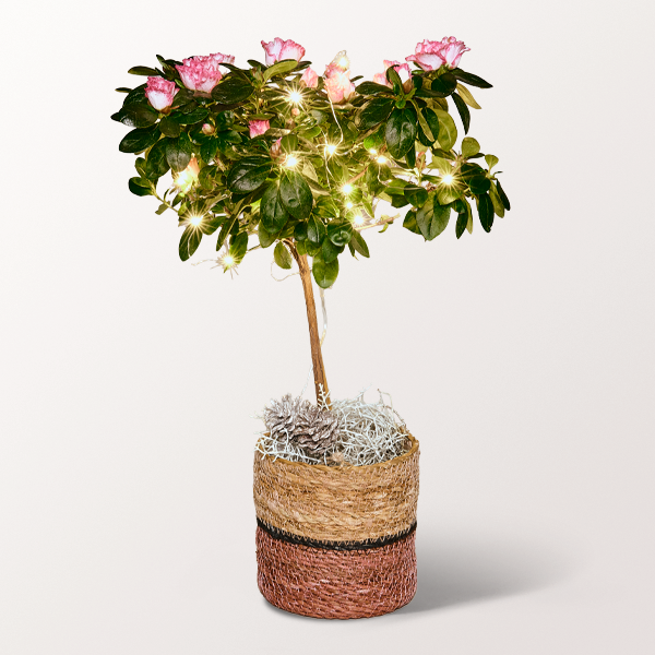Christmas Azalea with Light Chain