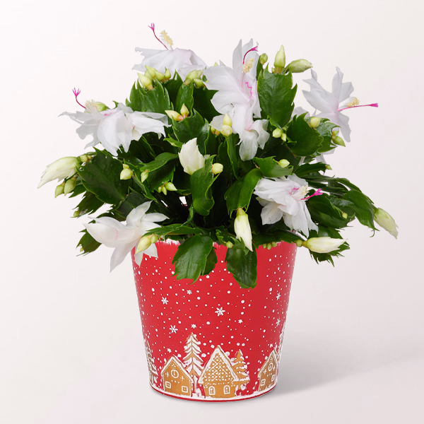 Christmas Cactus in a Pretty Winter Pot