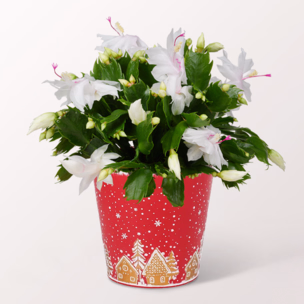 Christmas Cactus in a Pretty Winter Pot