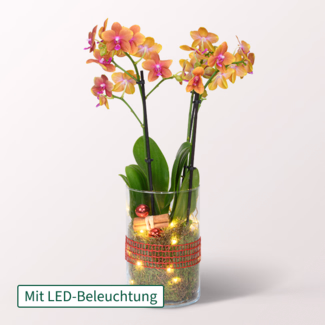 Orange Orchidee im Glas