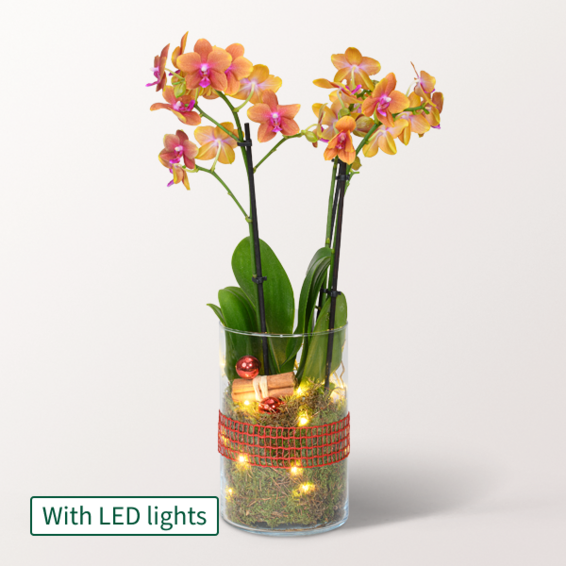 Orange Orchid in a Glass