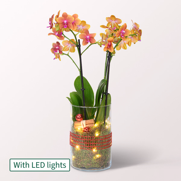 Orange Orchid in a Glass