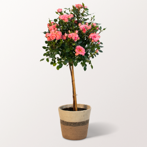 Pink Rose Stem