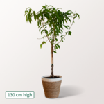 Peach Tree