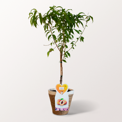 Peach Tree