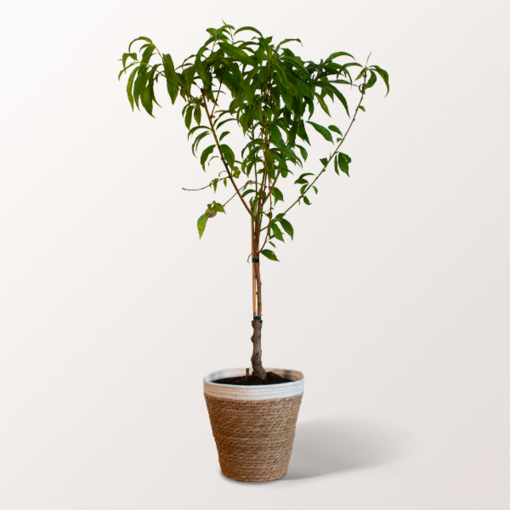 Peach Tree