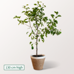 Pear Tree