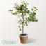 Pear Tree