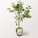 Pear Tree