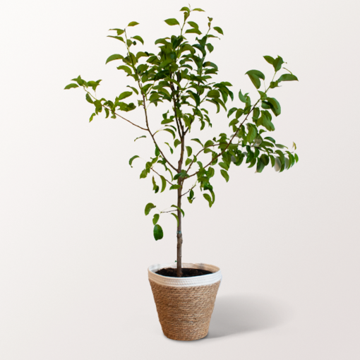 Pear Tree