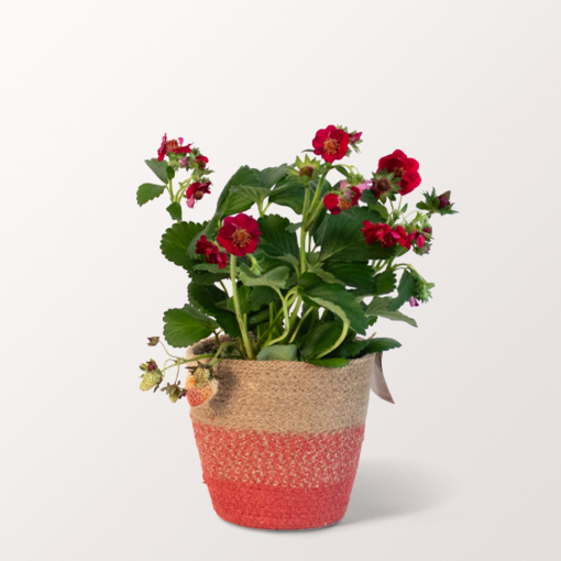 Strawberry in a Pretty Pot