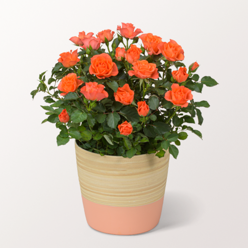 Orange Rose im hübschen Topf
