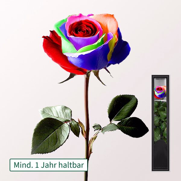 Bunte, haltbare Rose mit Stiel