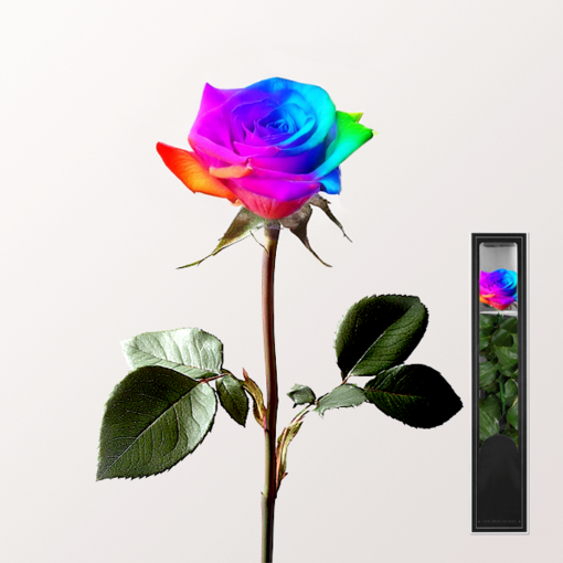 Colourful, long-lasting Rose with Stem
