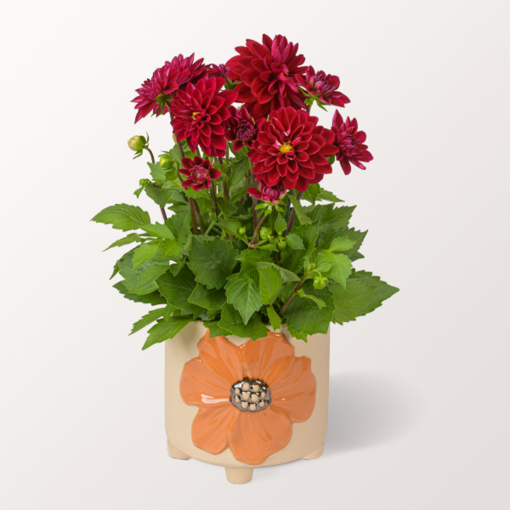 Red Dahlia in a Pot