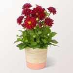 Red Dahlia in a Pot