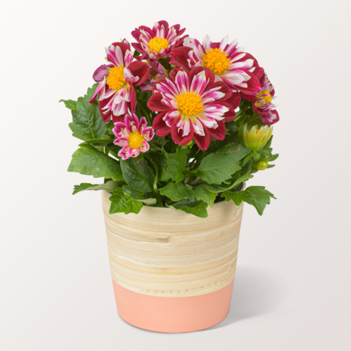 Extraordinary Red-White Dahlia in a Pot