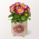 Extraordinary Red-White Dahlia in a Pot