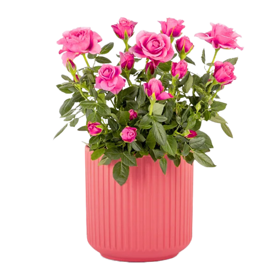 Pink Rose in a Ceramic Pot