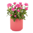 Rosa Rose im Keramiktopf