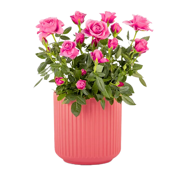 Rosa Rose im Keramiktopf