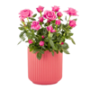 Rosa Rose im Keramiktopf