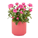 Rosa Rose im Keramiktopf