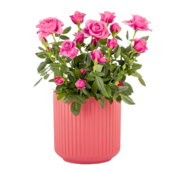 Pink Rose in a Ceramic Pot Pink Rose in a Ceramic Pot