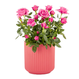 Pink Rose in a Ceramic Pot Pink Rose in a Ceramic Pot