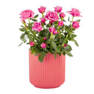 Rosa Rose im Keramiktopf