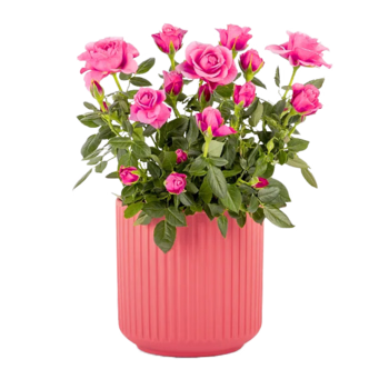 Rosa Rose im Keramiktopf