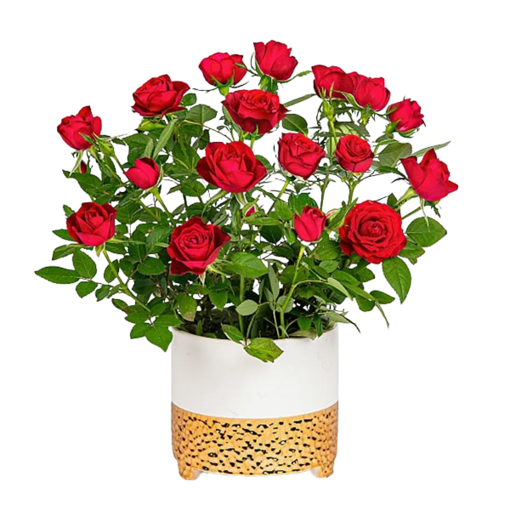 Rote Rose im Keramiktopf