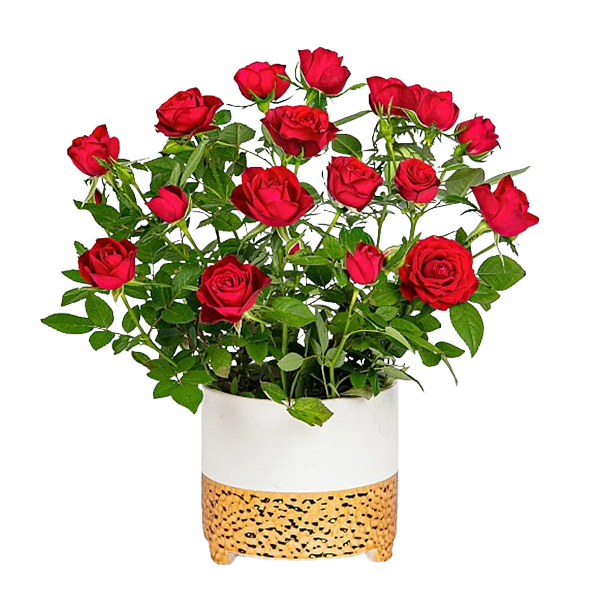 Rote Rose im Keramiktopf