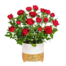 Rote Rose im Keramiktopf