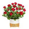 Red Rose in a Ceramic Pot