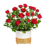 Red Rose in a Ceramic Pot