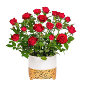 Red Rose in a Ceramic Pot