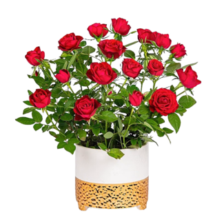 Red Rose in a Ceramic Pot