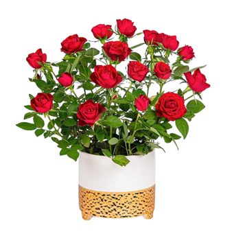 Red Rose in a Ceramic Pot