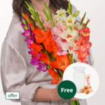 Bunch of Mixed Coloured Gladioli with vase & 3 Ferrero Giotto