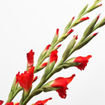 Bunch of Mixed Coloured Gladioli with vase & 3 Ferrero Giotto