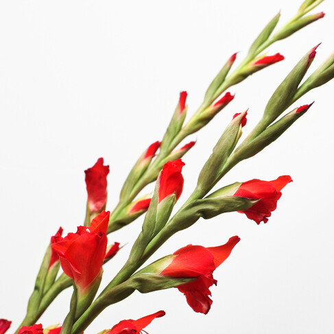 Bunch of Mixed Coloured Gladioli with vase & 3 Ferrero Giotto