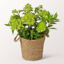 Green Hydrangea in a Sea Grass Basket
