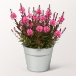 Wunderschöne Lobelia im Zinkeimer