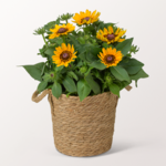 Gelbe Rudbeckia im Seegraskorb