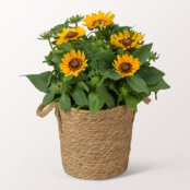 Gelbe Rudbeckia im Seegraskorb