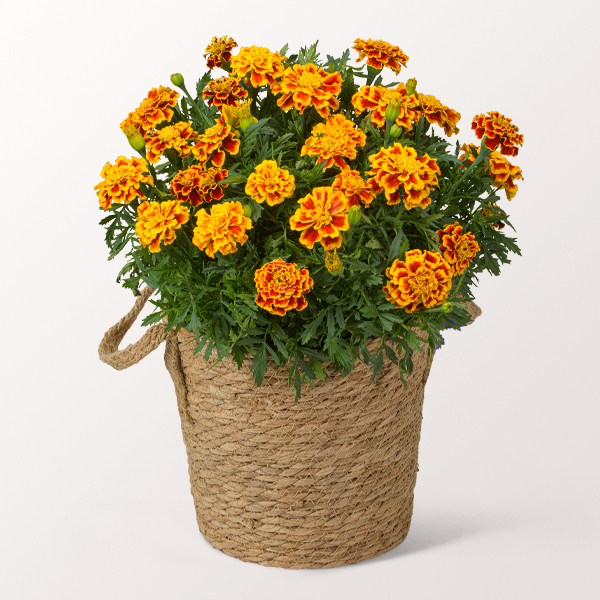 Gelbe Tagetes im Seegraskorb