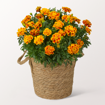 Gelbe Tagetes im Seegraskorb