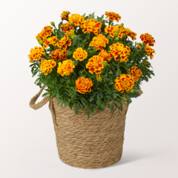 Yellow Tagetes in a Sea Grass Basket
